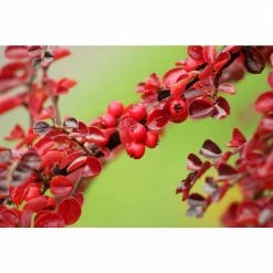Online Orchards 1 Gal. Cranberry Cotoneaster Shrub this True Multi-Purpose Shrub Displays a Different Color for Every Season -Online Orchards store online orchards bushes sbce001 44 1000