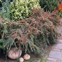 Online Orchards 1 Gal. Cranberry Cotoneaster Shrub this True Multi-Purpose Shrub Displays a Different Color for Every Season -Online Orchards store online orchards bushes sbce001 4f 1000