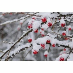 Online Orchards 1 Gal. Cranberry Cotoneaster Shrub this True Multi-Purpose Shrub Displays a Different Color for Every Season -Online Orchards store online orchards bushes sbce001 76 1000