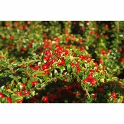 Online Orchards 1 Gal. Cranberry Cotoneaster Shrub this True Multi-Purpose Shrub Displays a Different Color for Every Season -Online Orchards store online orchards bushes sbce001 c3 1000