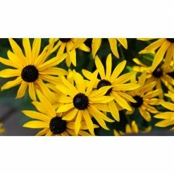 Online Orchards 1 gal. Yellow Coneflower with Massive Yellow Blooms Native to United States (2-Pack)