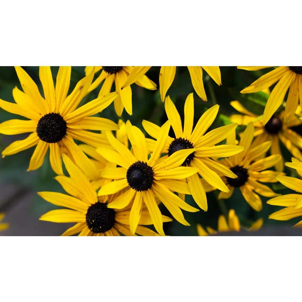 Online Orchards 1 gal. Yellow Coneflower with Massive Yellow Blooms Native to United States (2-Pack) 1 Online Orchards 1 gal. Yellow Coneflower with Massive Yellow Blooms Native to United States (2-Pack)