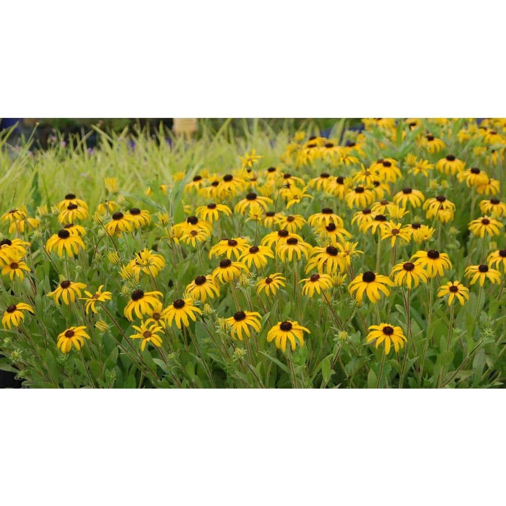 Online Orchards 1 gal. Yellow Coneflower with Massive Yellow Blooms Native to United States (2-Pack) 2 Online Orchards 1 gal. Yellow Coneflower with Massive Yellow Blooms Native to United States (2-Pack) - Image 2