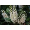 Online Orchards 1 Gal. Cherry Laurel Otto Luyken Shrub Hardy, Fragrant, Beautful Shrub Perfect for Hedge Plantings
