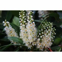 Online Orchards 1 Gal. Cherry Laurel Otto Luyken Shrub Hardy, Fragrant, Beautful Shrub Perfect for Hedge Plantings