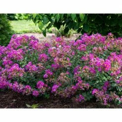 Online Orchards 1 gal. Bellini Grape Crape Myrtle Flowering Shrub with Dark Lavender Blooms (2-Pack)