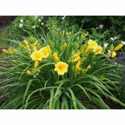 Online Orchards 1 Gal. Stella D'oro Daylily Large Reblooming Bright Yellow Blossoms Thrive in Almost any Environment -Online Orchards store online orchards bushes sbdl001 4f 1000