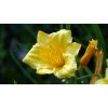Online Orchards 1 Gal. Stella D'oro Daylily Large Reblooming Bright Yellow Blossoms Thrive in Almost any Environment