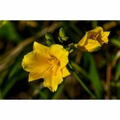 Online Orchards 1 Gal. Stella D'oro Daylily Large Reblooming Bright Yellow Blossoms Thrive in Almost any Environment -Online Orchards store online orchards bushes sbdl001 c3 1000