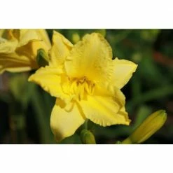 Online Orchards 1 Gal. Happy Returns Daylily Numerous Golden Flowers Rebloom Until First Frosts -Online Orchards store online orchards bushes sbdl002 4f 1000