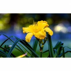 Online Orchards 1 Gal. Happy Returns Daylily Numerous Golden Flowers Rebloom Until First Frosts