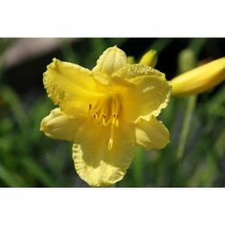 Online Orchards 1 Gal. Happy Returns Daylily Numerous Golden Flowers Rebloom Until First Frosts -Online Orchards store online orchards bushes sbdl002 c3 1000