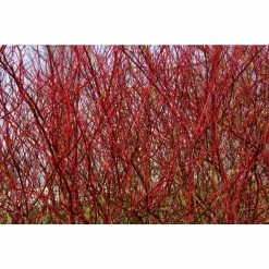 Online Orchards 1 Gal. Red Twig Dogwood Shrub Gorgeous Fireyred Winter Stems and Huge White Spring Flowers -Online Orchards store online orchards bushes sbdw001 1f 1000
