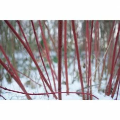 Online Orchards 1 Gal. Red Twig Dogwood Shrub Gorgeous Fireyred Winter Stems and Huge White Spring Flowers -Online Orchards store online orchards bushes sbdw001 44 1000