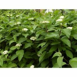 Online Orchards 1 Gal. Red Twig Dogwood Shrub Gorgeous Fireyred Winter Stems and Huge White Spring Flowers -Online Orchards store online orchards bushes sbdw001 4f 1000