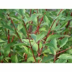 Online Orchards 1 Gal. Red Twig Dogwood Shrub Gorgeous Fireyred Winter Stems and Huge White Spring Flowers -Online Orchards store online orchards bushes sbdw001 c3 1000