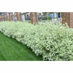 Online Orchards 1 Gal. Ivory Halo Dogwood Shrub a Lovely Ornamental Twist on the Classic Red Dogwood
