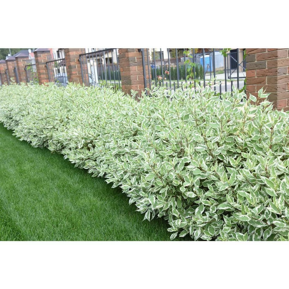 Online Orchards 1 Gal. Ivory Halo Dogwood Shrub a Lovely Ornamental Twist on the Classic Red Dogwood 1 Online Orchards 1 Gal. Ivory Halo Dogwood Shrub a Lovely Ornamental Twist on the Classic Red Dogwood