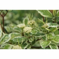 Online Orchards 1 Gal. Ivory Halo Dogwood Shrub a Lovely Ornamental Twist on the Classic Red Dogwood 9 Online Orchards 1 Gal. Ivory Halo Dogwood Shrub a Lovely Ornamental Twist on the Classic Red Dogwood -Online Orchards store online orchards bushes sbdw002 76 1000