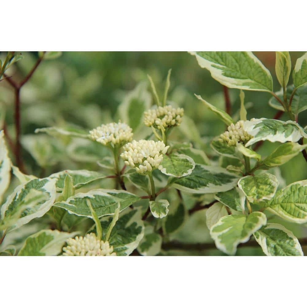 Online Orchards 1 Gal. Ivory Halo Dogwood Shrub a Lovely Ornamental Twist on the Classic Red Dogwood 5 Online Orchards 1 Gal. Ivory Halo Dogwood Shrub a Lovely Ornamental Twist on the Classic Red Dogwood - Image 5
