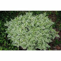 Online Orchards 1 Gal. Ivory Halo Dogwood Shrub a Lovely Ornamental Twist on the Classic Red Dogwood 7 Online Orchards 1 Gal. Ivory Halo Dogwood Shrub a Lovely Ornamental Twist on the Classic Red Dogwood -Online Orchards store online orchards bushes sbdw002 c3 1000