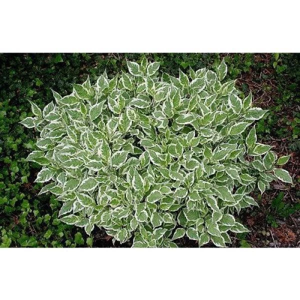 Online Orchards 1 Gal. Ivory Halo Dogwood Shrub a Lovely Ornamental Twist on the Classic Red Dogwood 3 Online Orchards 1 Gal. Ivory Halo Dogwood Shrub a Lovely Ornamental Twist on the Classic Red Dogwood - Image 3