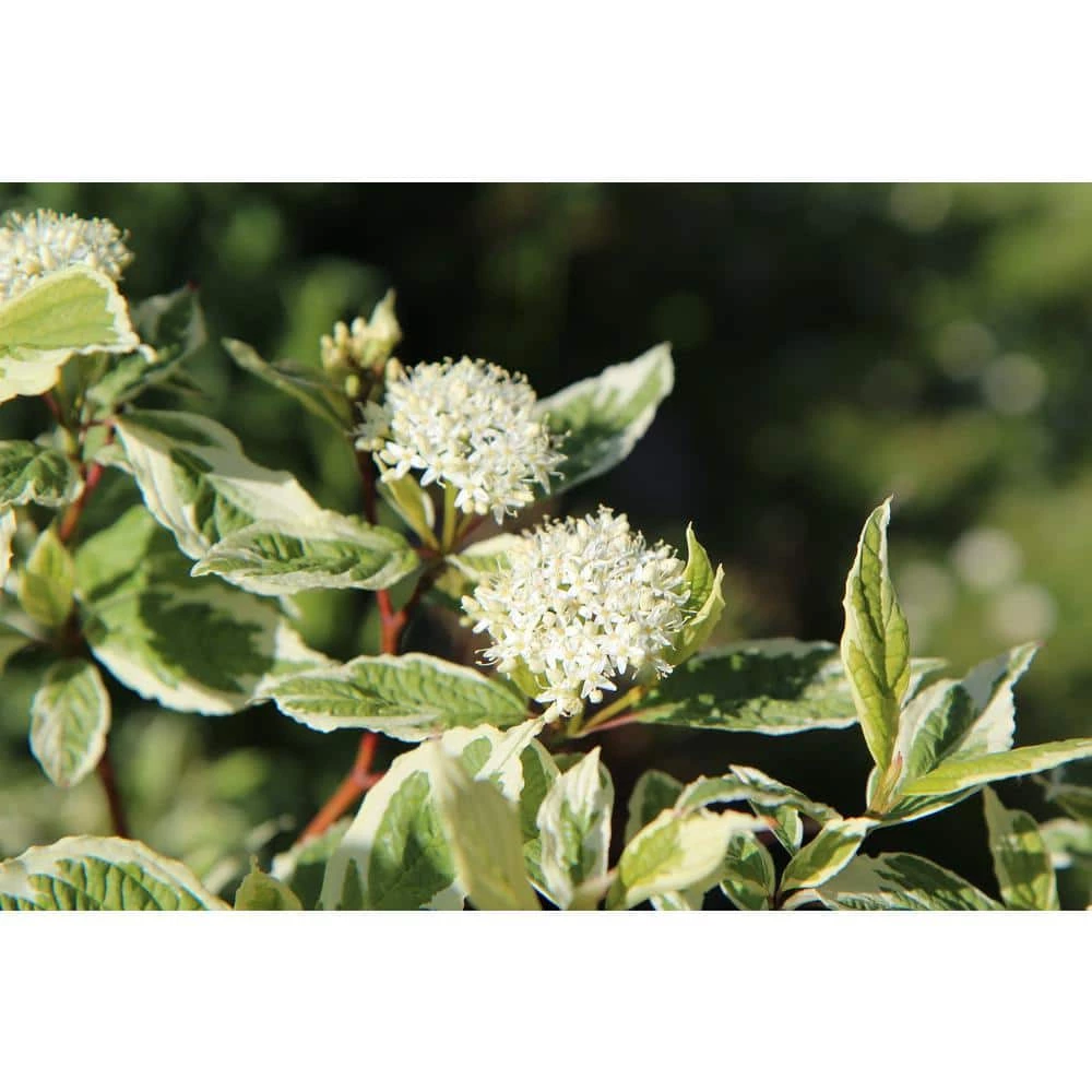 Online Orchards 1 Gal. Ivory Halo Dogwood Shrub a Lovely Ornamental Twist on the Classic Red Dogwood 2 Online Orchards 1 Gal. Ivory Halo Dogwood Shrub a Lovely Ornamental Twist on the Classic Red Dogwood - Image 2
