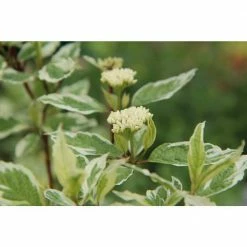 Online Orchards 1 Gal. Ivory Halo Dogwood Shrub a Lovely Ornamental Twist on the Classic Red Dogwood 8 Online Orchards 1 Gal. Ivory Halo Dogwood Shrub a Lovely Ornamental Twist on the Classic Red Dogwood -Online Orchards store online orchards bushes sbdw002 fa 1000