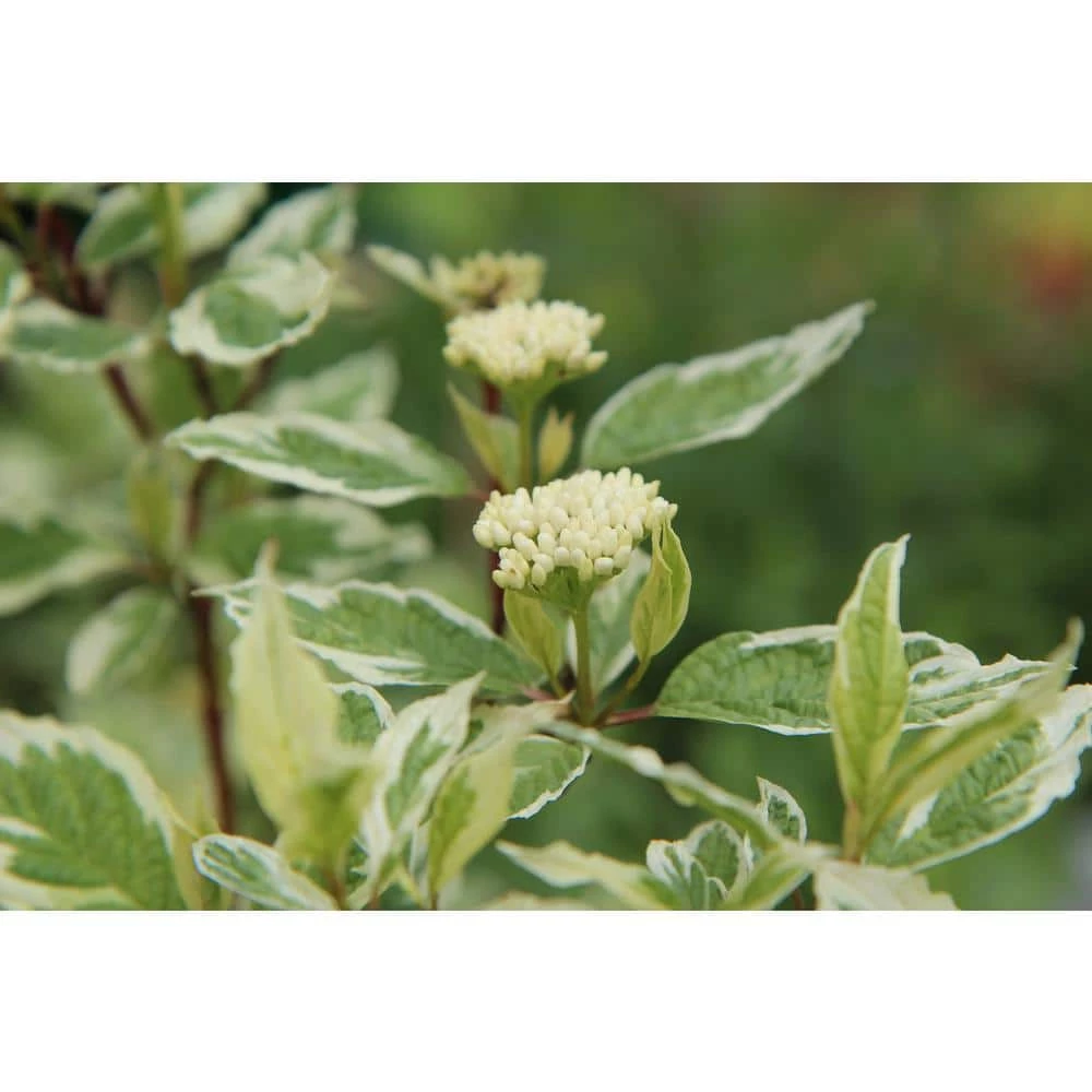 Online Orchards 1 Gal. Ivory Halo Dogwood Shrub a Lovely Ornamental Twist on the Classic Red Dogwood 4 Online Orchards 1 Gal. Ivory Halo Dogwood Shrub a Lovely Ornamental Twist on the Classic Red Dogwood - Image 4
