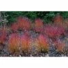 Online Orchards 1 Gal. Kelsey Dogwood Shrub With Compact Lush Foliage and Extreme Cold Hardiness