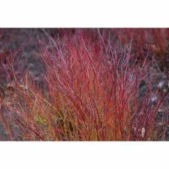 Online Orchards 1 Gal. Kelsey Dogwood Shrub With Compact Lush Foliage and Extreme Cold Hardiness 5 Online Orchards 1 Gal. Kelsey Dogwood Shrub With Compact Lush Foliage and Extreme Cold Hardiness -Online Orchards store online orchards bushes sbdw004 c3 1000