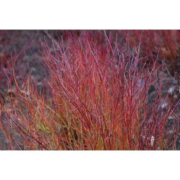 Online Orchards 1 Gal. Kelsey Dogwood Shrub With Compact Lush Foliage and Extreme Cold Hardiness 3 Online Orchards 1 Gal. Kelsey Dogwood Shrub With Compact Lush Foliage and Extreme Cold Hardiness - Image 3