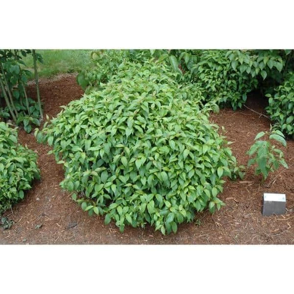 Online Orchards 1 Gal. Kelsey Dogwood Shrub With Compact Lush Foliage and Extreme Cold Hardiness 2 Online Orchards 1 Gal. Kelsey Dogwood Shrub With Compact Lush Foliage and Extreme Cold Hardiness - Image 2
