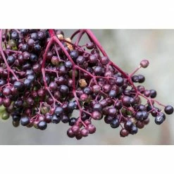 Online Orchards 1 Gal. Black Lace Elderberry Shrub -Online Orchards store online orchards bushes sbeb001 44 1000