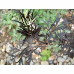 Online Orchards 1 Gal. Black Lace Elderberry Shrub -Online Orchards store online orchards bushes sbeb001 4f 1000