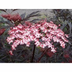 Online Orchards store -Online Orchards store online orchards bushes sbeb001 e1 1000