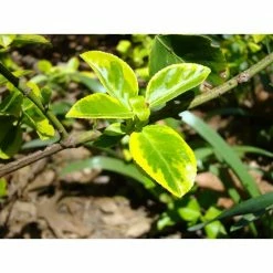 Online Orchards 1 Gal. Goldentipped Wintercreeper Euonymus Shrub Evergreen, Emerald Leaves Trimmed with Gold Edges -Online Orchards store online orchards bushes sbeu001 44 1000
