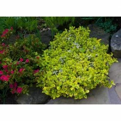 Online Orchards 1 Gal. Goldentipped Wintercreeper Euonymus Shrub Evergreen, Emerald Leaves Trimmed with Gold Edges -Online Orchards store online orchards bushes sbeu001 4f 1000