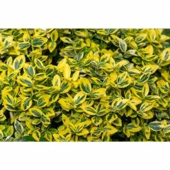 Online Orchards 1 Gal. Goldentipped Wintercreeper Euonymus Shrub Evergreen, Emerald Leaves Trimmed with Gold Edges