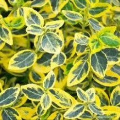 Online Orchards 1 Gal. Goldentipped Wintercreeper Euonymus Shrub Evergreen, Emerald Leaves Trimmed with Gold Edges -Online Orchards store online orchards bushes sbeu001 c3 1000