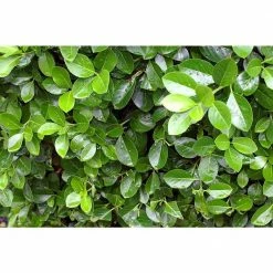 Online Orchards 1 Gal. Evergreen Wintercreeper Euonymus Shrub Evergreen, Glossy and Lustrous Leaves, also Drought and Cold Tolerant -Online Orchards store online orchards bushes sbeu002 1f 1000