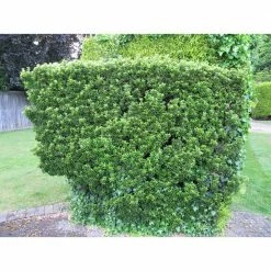 Online Orchards 1 Gal. Evergreen Wintercreeper Euonymus Shrub Evergreen, Glossy and Lustrous Leaves, also Drought and Cold Tolerant -Online Orchards store online orchards bushes sbeu002 44 1000