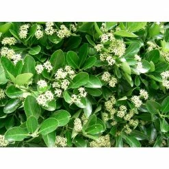 Online Orchards 1 Gal. Evergreen Wintercreeper Euonymus Shrub Evergreen, Glossy and Lustrous Leaves, also Drought and Cold Tolerant