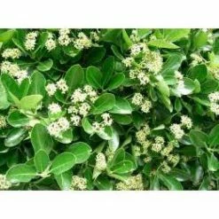Online Orchards 1 Gal. Evergreen Wintercreeper Euonymus Shrub Evergreen, Glossy and Lustrous Leaves, also Drought and Cold Tolerant -Online Orchards store online orchards bushes sbeu002 c3 1000