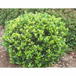 Online Orchards 1 Gal. Evergreen Wintercreeper Euonymus Shrub Evergreen, Glossy and Lustrous Leaves, also Drought and Cold Tolerant -Online Orchards store online orchards bushes sbeu002 fa 1000