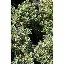 Online Orchards 1 Gal. Silver King Euonymus Shrub Evergreen Leaves with Silvery White Edges 8 Online Orchards 1 Gal. Silver King Euonymus Shrub Evergreen Leaves with Silvery White Edges -Online Orchards store online orchards bushes sbeu003 1f 1000