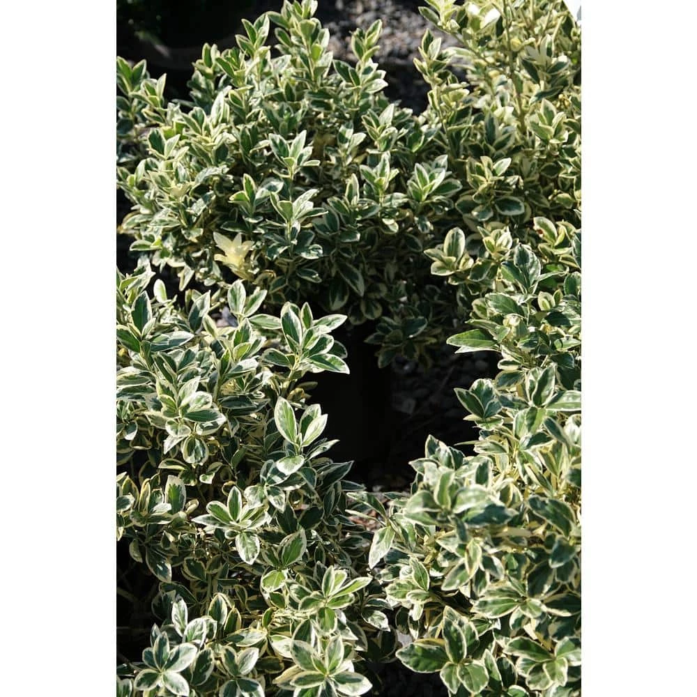 Online Orchards 1 Gal. Silver King Euonymus Shrub Evergreen Leaves with Silvery White Edges 4 Online Orchards 1 Gal. Silver King Euonymus Shrub Evergreen Leaves with Silvery White Edges - Image 4