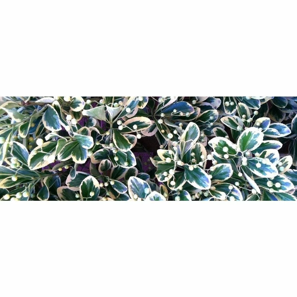 Online Orchards 1 Gal. Silver King Euonymus Shrub Evergreen Leaves with Silvery White Edges 5 Online Orchards 1 Gal. Silver King Euonymus Shrub Evergreen Leaves with Silvery White Edges - Image 5
