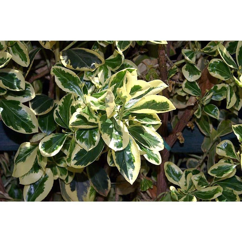 Online Orchards 1 Gal. Silver King Euonymus Shrub Evergreen Leaves with Silvery White Edges 3 Online Orchards 1 Gal. Silver King Euonymus Shrub Evergreen Leaves with Silvery White Edges - Image 3