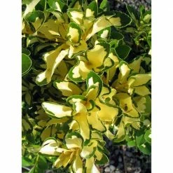 Online Orchards 1 Gal. Silver King Euonymus Shrub Evergreen Leaves with Silvery White Edges